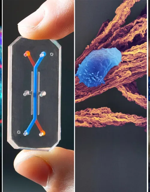 The Wyss Institute develops innovative technologies that mimic nature, including capillary invasion (from left) for 3D bioprinted kidneys; Organ Chips that help to accelerate drug development; scaffolds for the generation of T-cells; and PhonoGraft, a solution to repair eardrum perforations.
