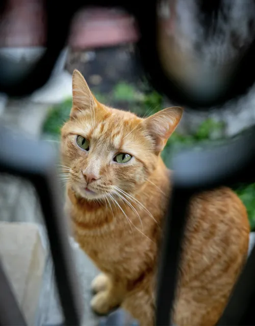 Remy the Harvard cat sitting on porch