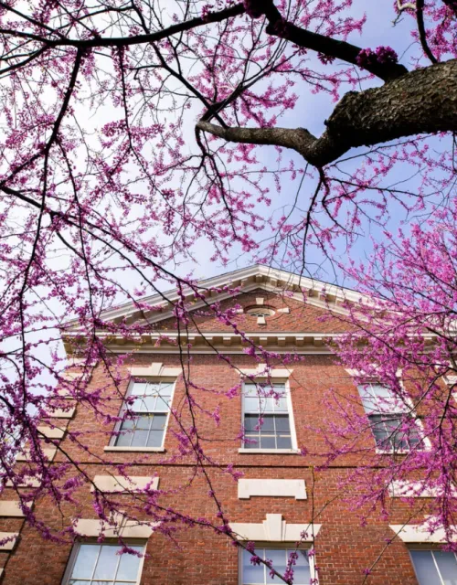 Flower tree in front of Harvard building