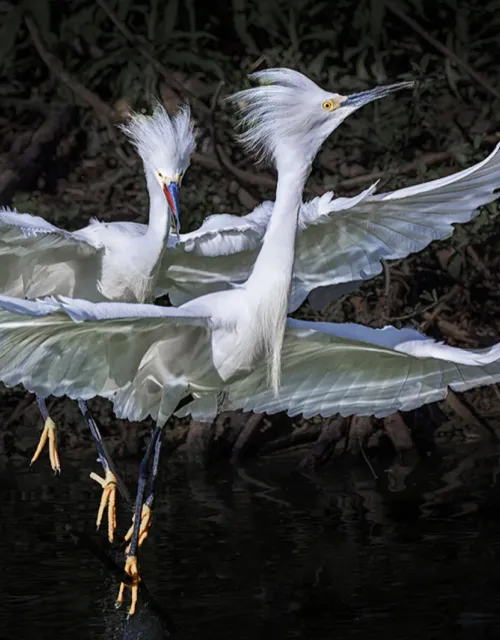 “Fly With Me” was photographed in April 2022 by Yun Thwaits.