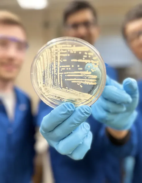 An agar plate containing colonies of Klebsiella pneumoniae bacteria, one of the drug-resistant strains the synthetic compound cresomycin has shown to combat.