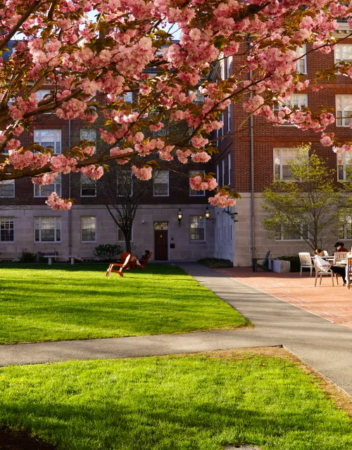 Campus on a sunny day, with a large blossoming cherry blossom tree and students sitting in the background studying.