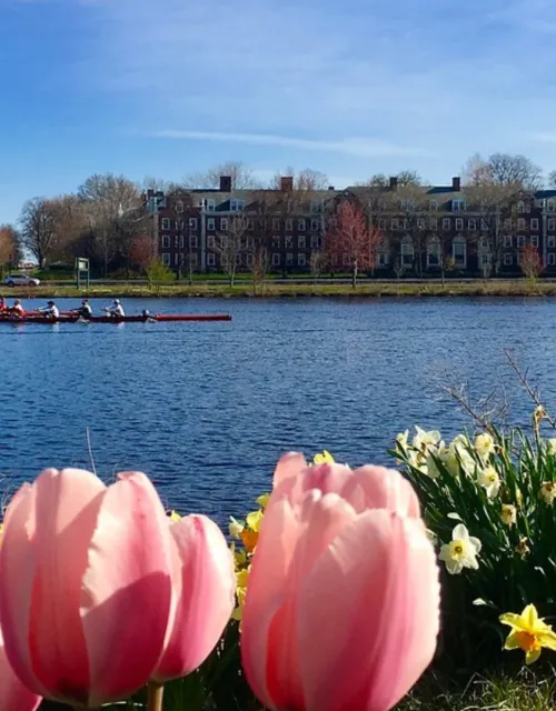 Pink tulips by the river with a rowing team on the water and brick campus buildings in the background.