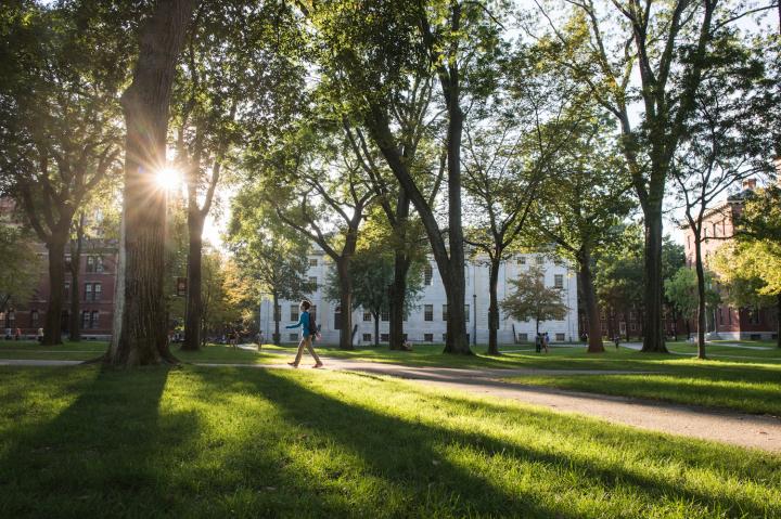 What We Look For Harvard