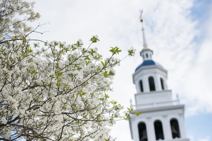 a tree with flowers in front of steeple