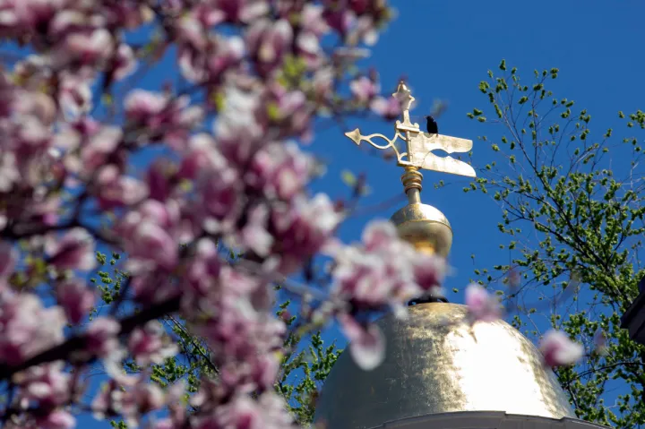 A Lowell House tower is framed by blooms.