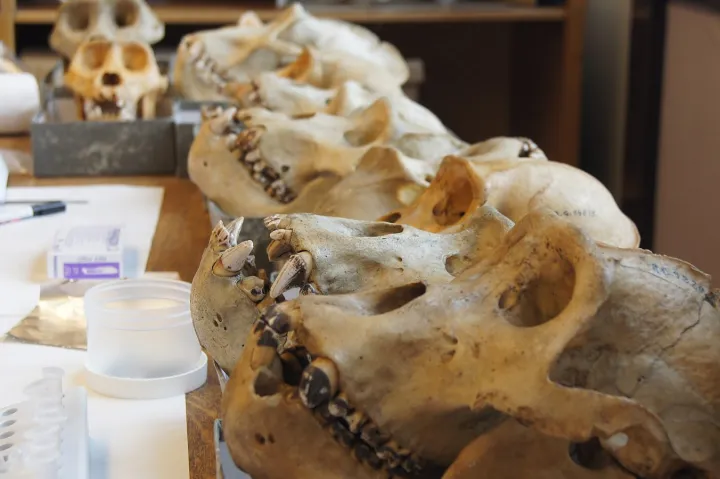 Grauer's gorilla specimens at the Royal Museum for Central Africa in Belgium, showing typical dental calculus deposits on the teeth that are stained dark likely as a result of their herbivorous diet.