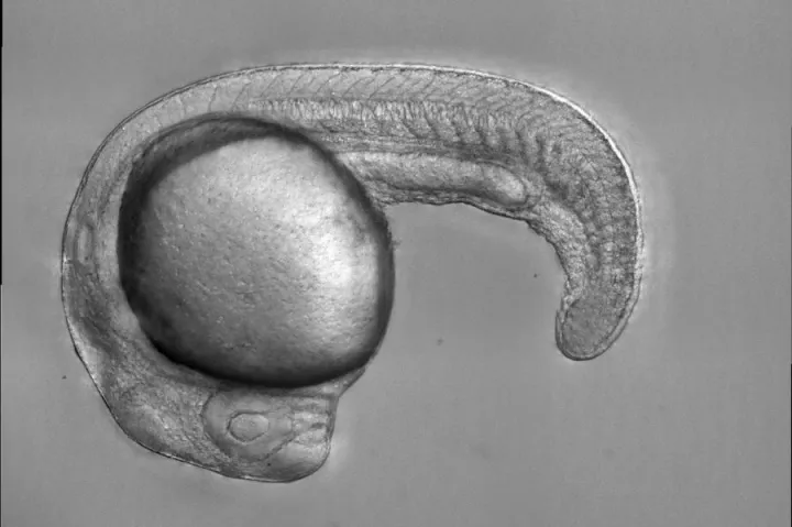 Zebrafish embryo that models anemia, with a defective transcription factor protein that leads to an inability to produce red blood cells.