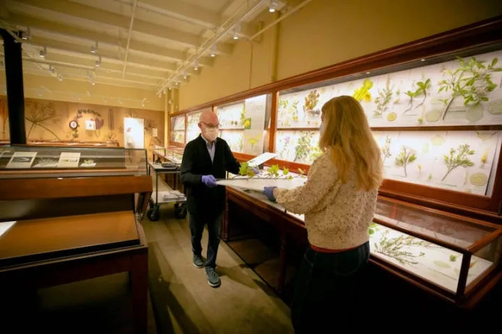 Ware Collection of Blaschka Glass Models of Plants conservator Scott Fulton (left) and collection manager Jennifer Brown put the finishing touches on the exhibit “From the Hands of the Makers.”