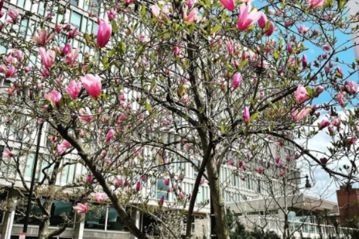 The Smith Campus Center which houses the Harvard University Health Services (HUHS) office on a Spring day.