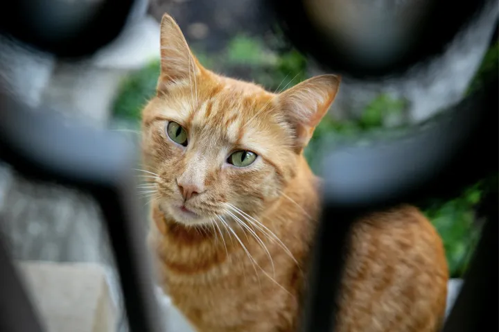 Remy the Harvard cat sitting on porch