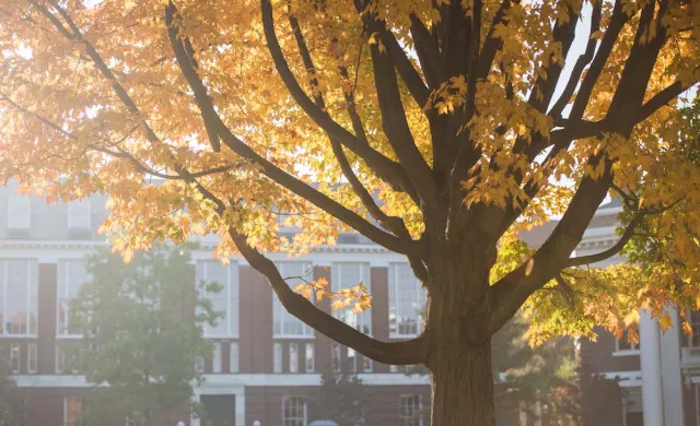 Tree with fall foliage
