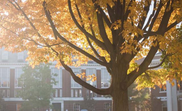Tree with fall foliage