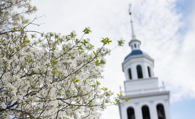 a tree with flowers in front of steeple