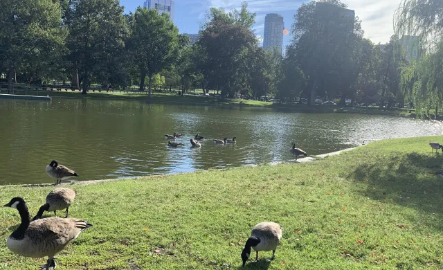 The Boston Commons pond- ft frolicking ducks