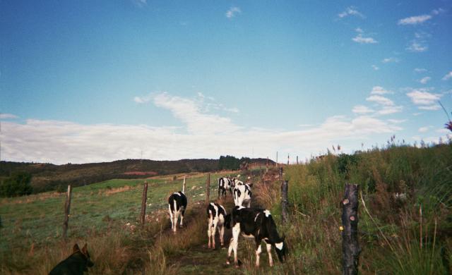 Ecuador landscape with cows