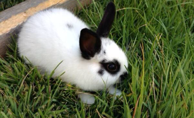 Black and White Rabbit