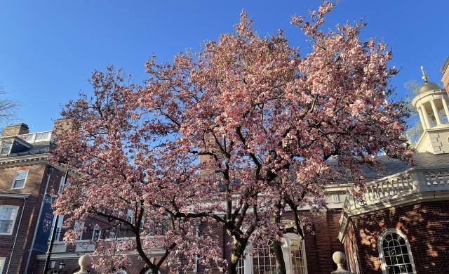 Blooming Cherry Blossom 