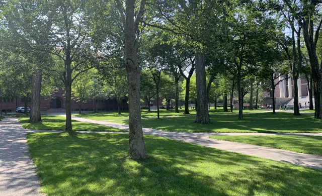The sun shines through the trees on a sunny summer day in Harvard Yard