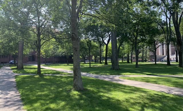 The sun shines through the trees on a sunny summer day in Harvard Yard