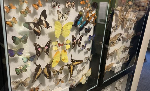 Picture of display of colorful butterflies pinned inside a box framed with a transparent window.