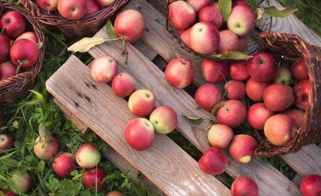 Apples in a basket