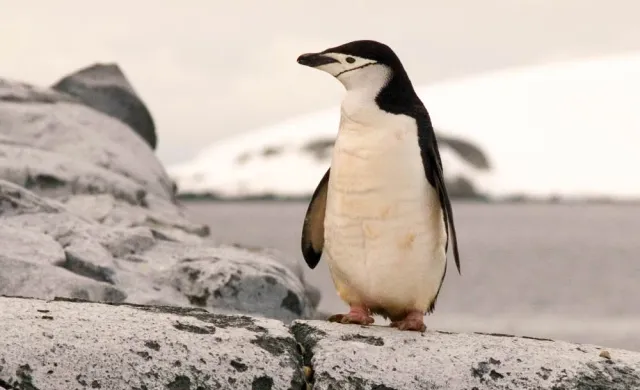 Penguin in Antarctica standing on a rock