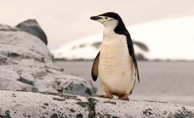 Penguin in Antarctica standing on a rock