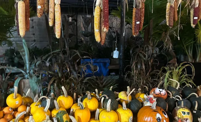 A bundle of pumpkins of different sizes