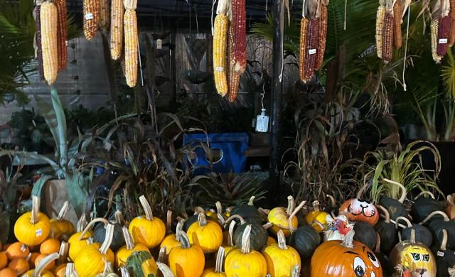 A bundle of pumpkins of different sizes