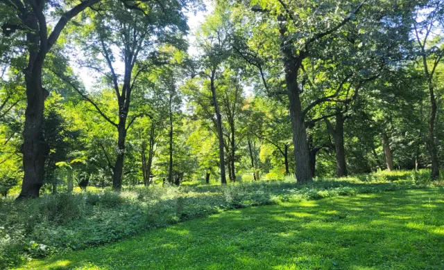 A landscape with tall oak trees and lush green grass