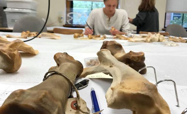 My friend Mathilde in our Osteoarchaeology class 