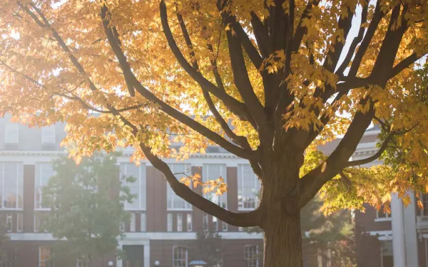 Tree with fall foliage