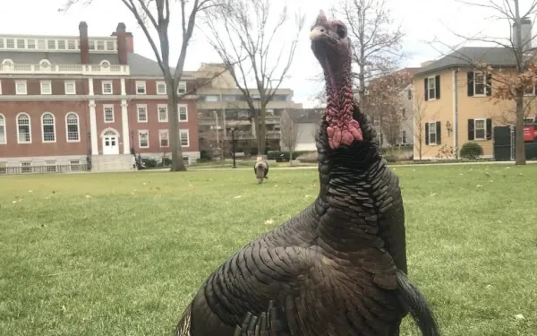 Turkey on Harvard's campus