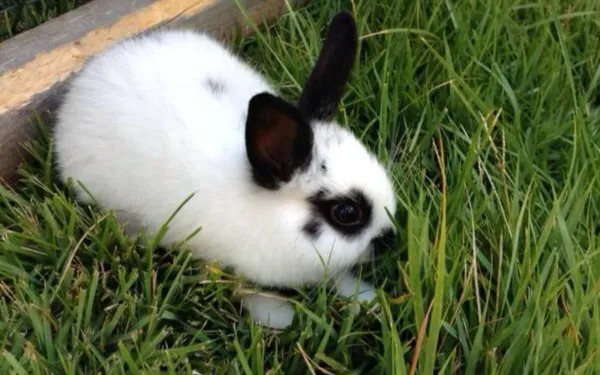 Black and White Rabbit