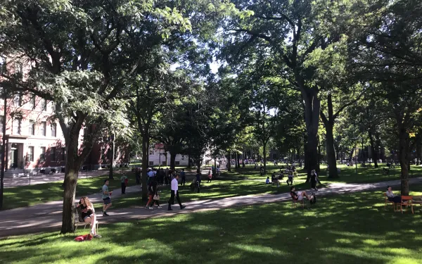 a sunny afternoon in harvard yard, with trees, people, and walking paths