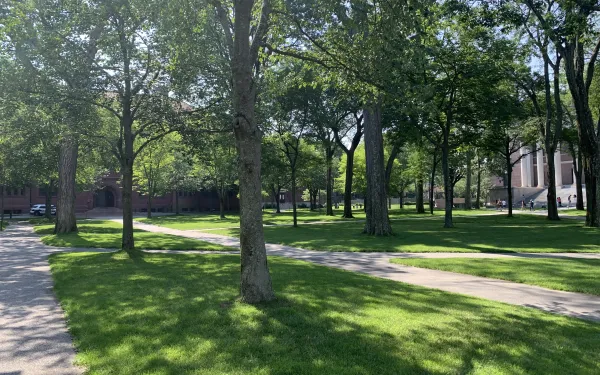 The sun shines through the trees on a sunny summer day in Harvard Yard