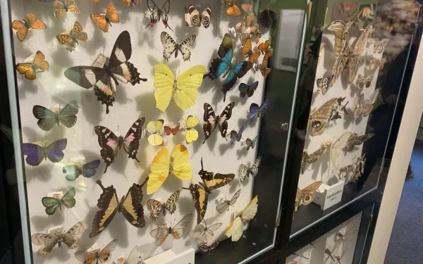 Picture of display of colorful butterflies pinned inside a box framed with a transparent window.