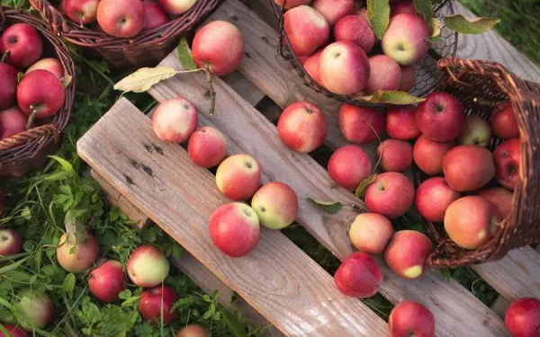 Apples in a basket