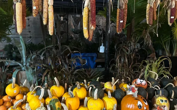 A bundle of pumpkins of different sizes