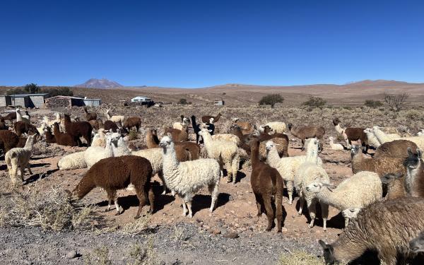 A picture of llamas!