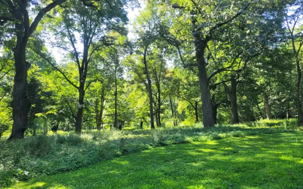 A landscape with tall oak trees and lush green grass